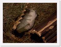 CIMG6186 * 2048 x 1536 * (1.63MB)