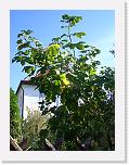CIMG6272 * 1536 x 2048 * (1.63MB)