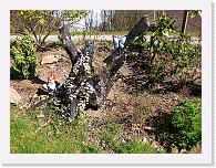 CIMG0178 * 3072 x 2304 * (2.42MB)