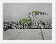 CIMG0347 * 3072 x 2304 * (2.38MB)