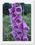 CIMG0778 * 2304 x 3072 * (2.21MB)
