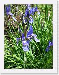 CIMG0462 * 2304 x 3072 * (2.34MB)