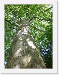 CIMG0475 * 2304 x 3072 * (2.33MB)